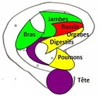 cartographie sommaire des zones rflexes-oreilles